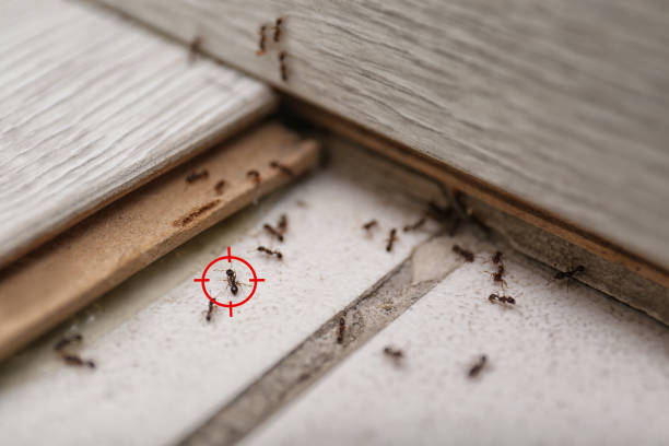 Wasp Removal Services in Lafayette, IN
